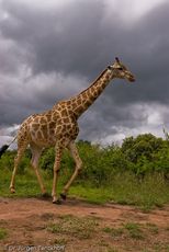Giraffe (74 von 94).jpg